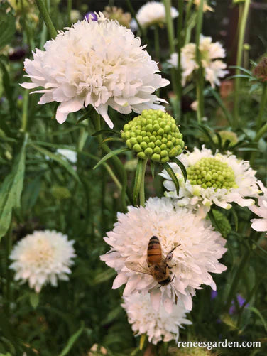 Scabiosa Grandmother's Pincushion