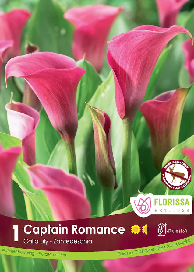 Calla Lily Captain Romance Bulb