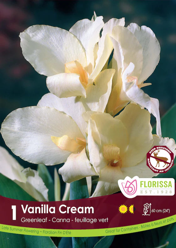 Canna Lily Greenleaf Vanilla Cream Root