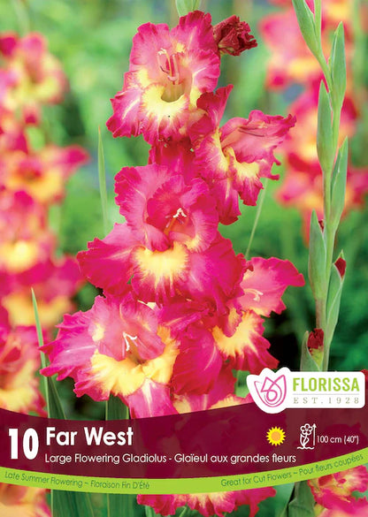 Gladiolus Dutch Far West Jumbo Bulbs