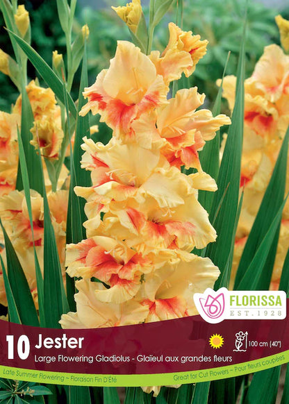 Gladiolus Dutch Jester Jumbo Bulbs