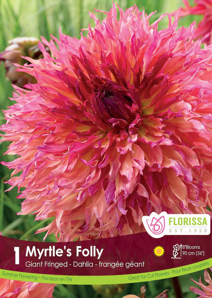 Dahlia Myrtle's Folly Dinnerplate Clump