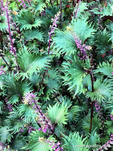 Shiso Perilla Showy Bicolor