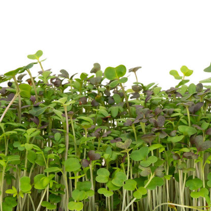 Microgreens Spicy Blend 125gm