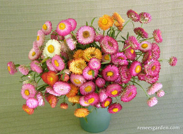 Strawflower Rainbow Mix