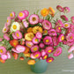 Fresh Cut Flower Seed Collection