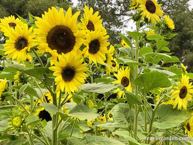 Lemon queen hot sale sunflower