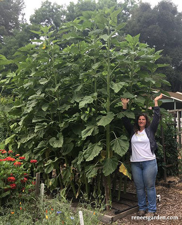 Sunflower Titan Giant