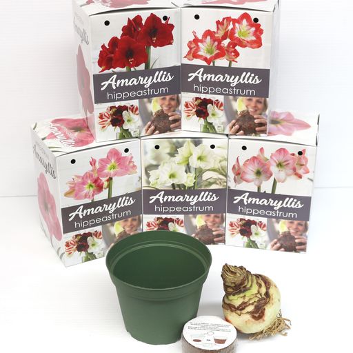 Amaryllis Kits DIY