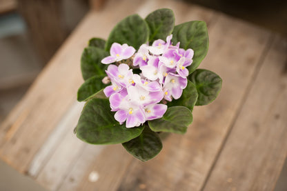 African Violet 4" Pot