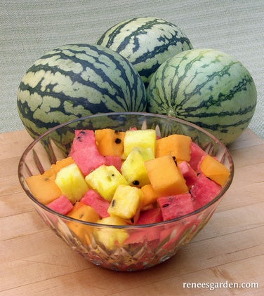 Watermelon Early Trio Rainbow Sherbet