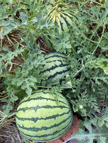 Watermelon Early Trio Rainbow Sherbet