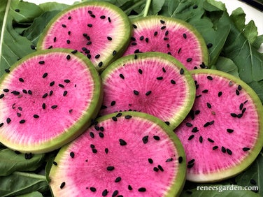 Radish Watermelon