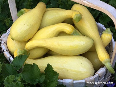 Squash Summer Supersett Crookneck