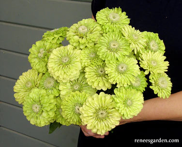 Zinnia Heirloom Green Envy