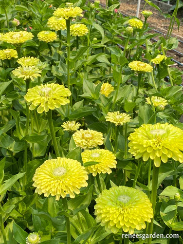 Zinnia Heirloom Green Envy