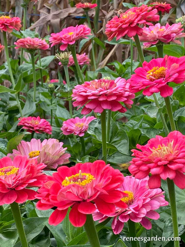 Zinnia Raspberry Sorbet