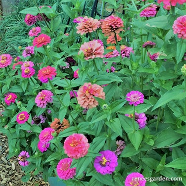 Zinnia Dwarf Thumbelina Mix