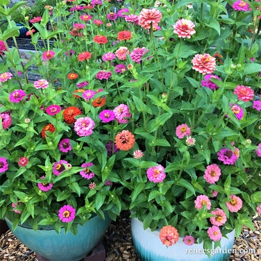 Zinnia Dwarf Thumbelina Mix