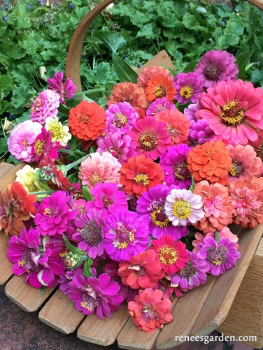 Zinnia Dwarf Thumbelina Mix