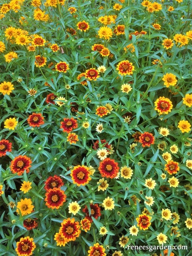 Zinnia Persian Carpet