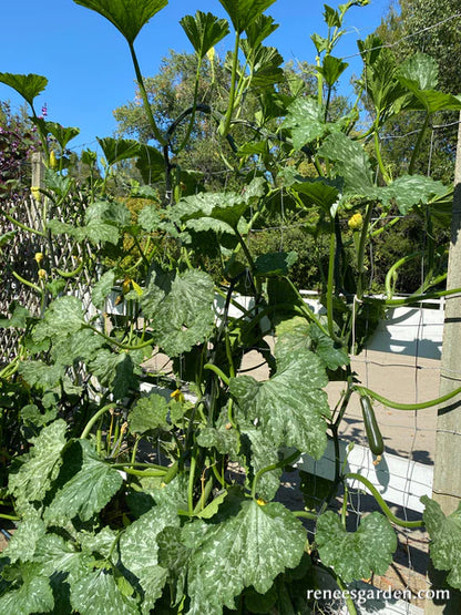 Squash Zucchini Incredible Escalator Organic