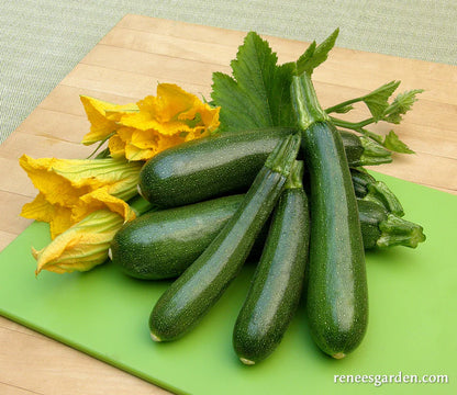 Squash Zucchini Incredible Escalator Organic