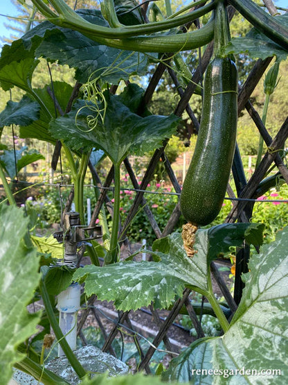 Squash Zucchini Incredible Escalator Organic