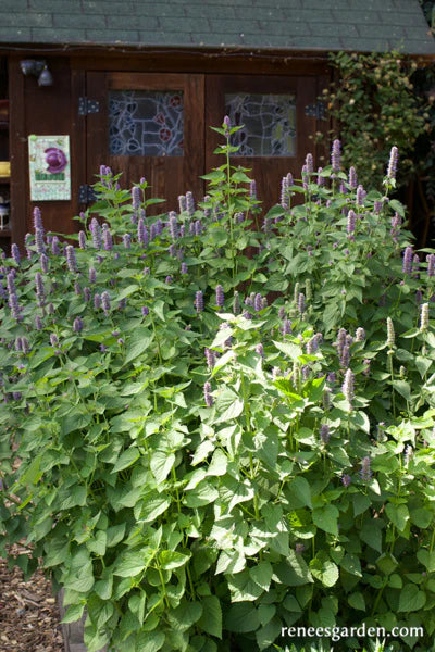 Hyssop Rootbeer Scented