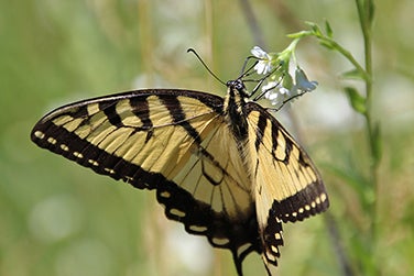 Flower Power for Nature's Pollinators Scatter Garden