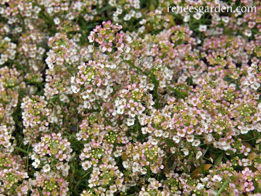 Alyssum Summer Peaches