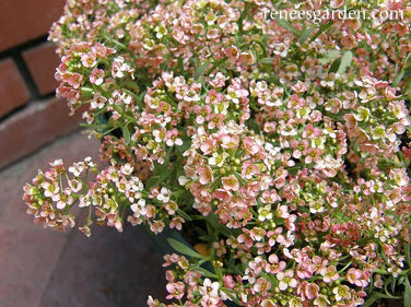 Alyssum Summer Peaches