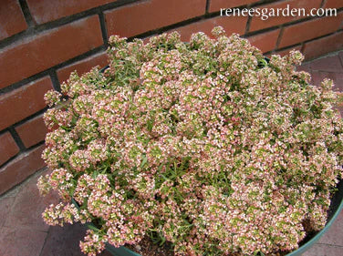 Alyssum Summer Peaches