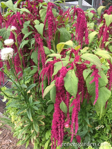 Amaranth Love Lies Bleeding