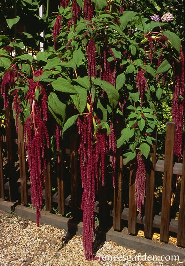 Amaranth Love Lies Bleeding