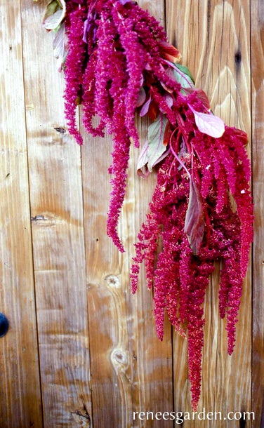 Amaranth Love Lies Bleeding