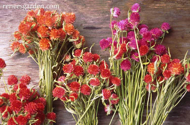 Amaranth Globe Mardi Gras