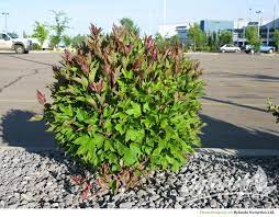 Viburnum Compact American Cranberry 2G