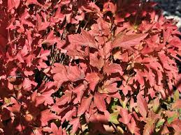 Viburnum Compact American Cranberry 2G