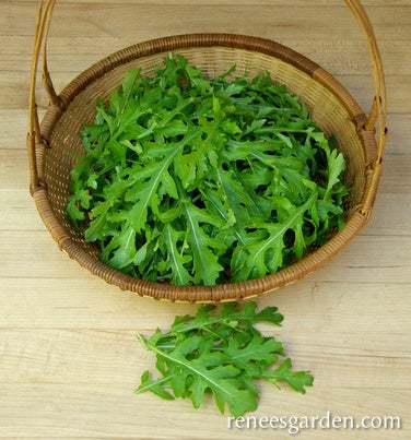 Arugula Salad Rustic