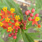 Asclepias Butterfly Milkweed Bright Wings