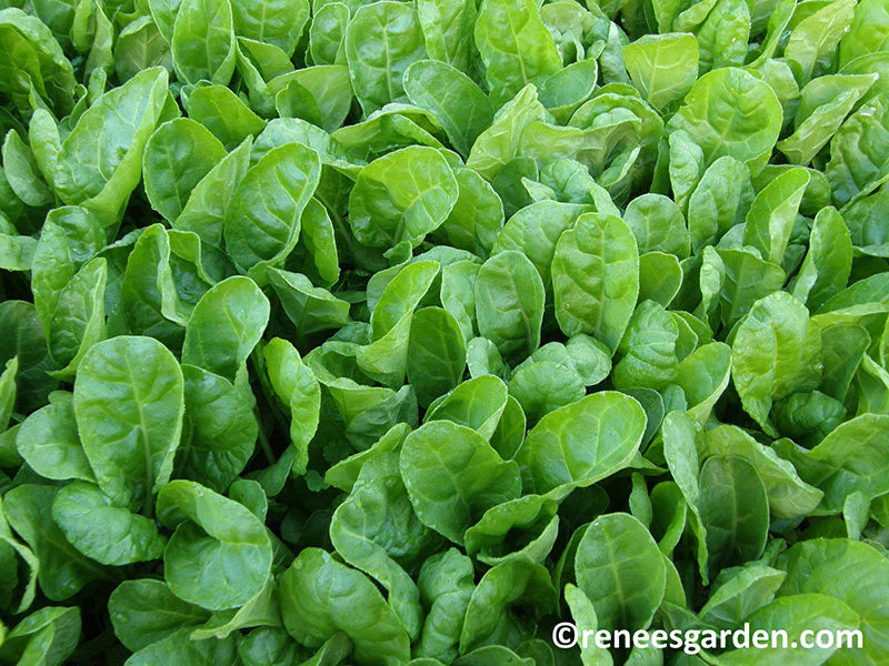 Chard Special Baby Leaf