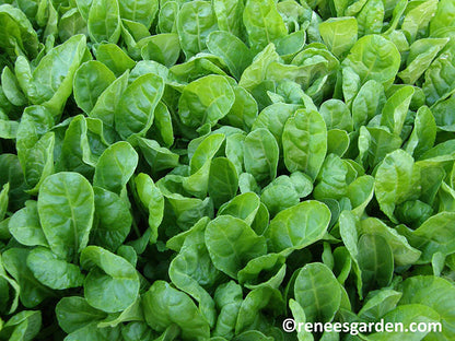 Chard Special Baby Leaf