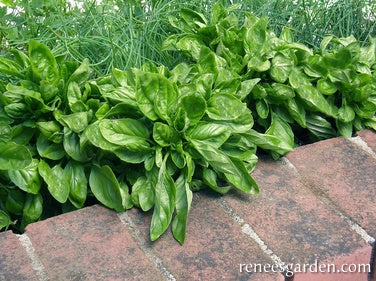 Basil Container Italian Cameo Garden Girl Regina