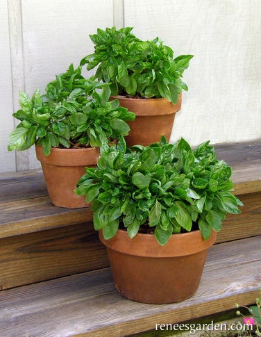 Basil Container Italian Cameo