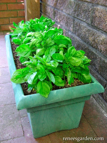 Basil Container Italian Cameo