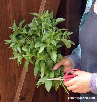 Basil Mrs. Burns Lemon