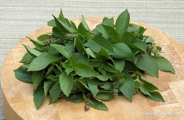 Basil Mrs. Burns Lemon