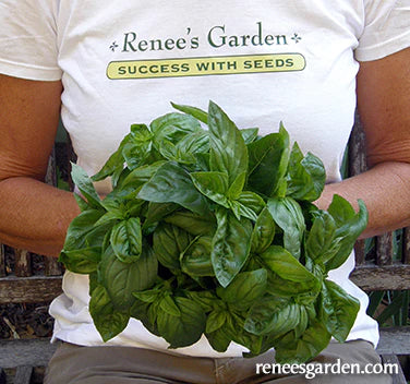 Basil Italian Pesto