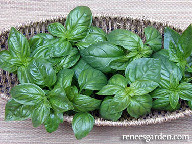 Basil Italian Pesto